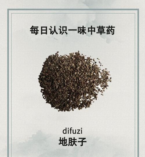 地肤品种有哪些？地肤的种植技巧和注意事项是什么？