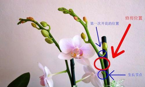 韭菜莲修剪的最佳时机是什么时候？怎样修剪才能促进生长？