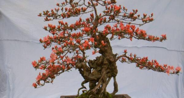 韭菜莲修剪的最佳时机是什么时候？怎样修剪才能促进生长？