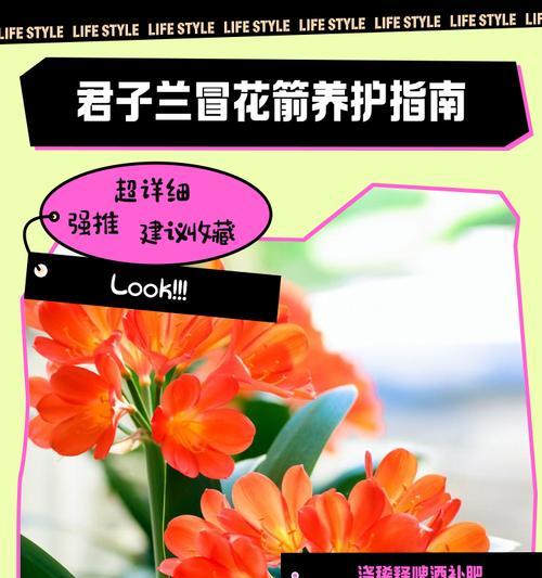 君子兰花苗的正确养护方法是什么？