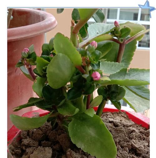 仙人掌换盆的正确步骤是什么？换盆后如何护理？