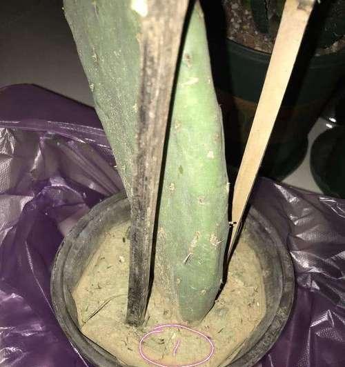 仙人掌换盆的正确步骤是什么？换盆后如何护理？