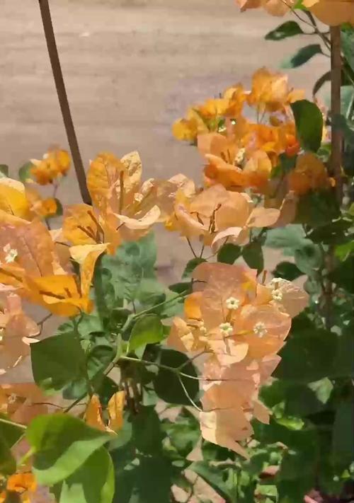 仙人掌换盆的正确步骤是什么？换盆后如何护理？