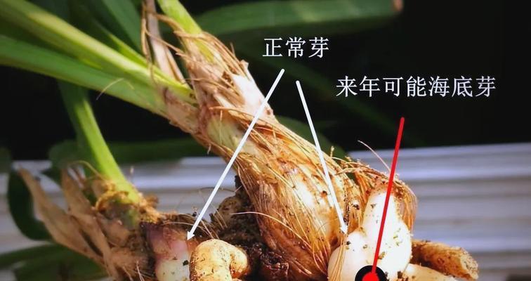 兰花扦插的最佳时机是什么时候？如何正确进行兰花扦插？