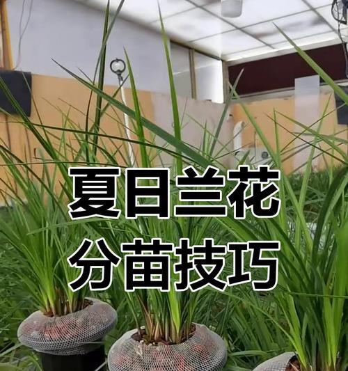 兰花扦插的最佳时机是什么时候？如何正确进行兰花扦插？