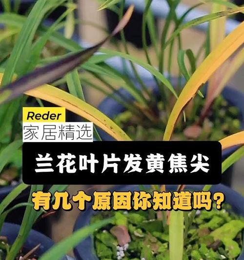 兰花叶片发黄的原因及处理方法是什么？