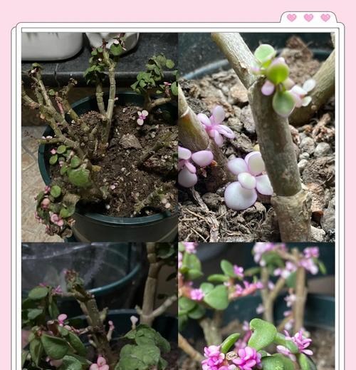 落花之舞的种植方法是什么？如何确保落花之舞的成活率？