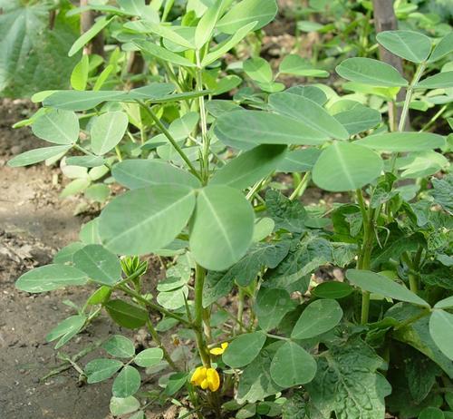 落花之舞的种植方法是什么？如何确保落花之舞的成活率？