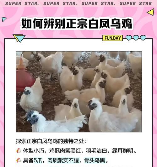白凤的繁殖方法和技巧是什么？