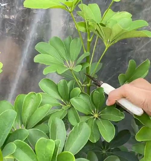 怎么养树才能枝繁叶茂？树木养护的基本技巧？