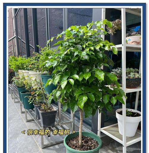 怎么养树才能枝繁叶茂？树木养护的基本技巧？