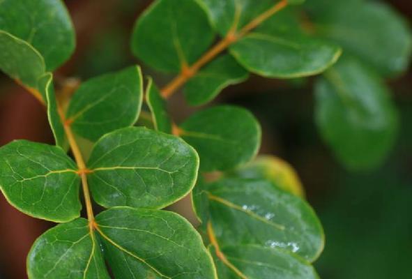 阔叶植物的养护方法有哪些？如何正确养护阔叶植物？
