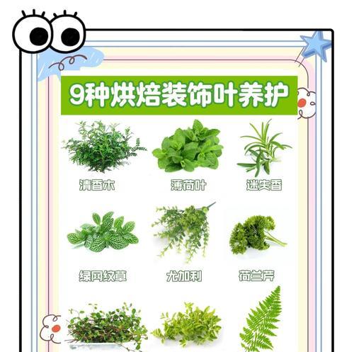 阔叶植物的养护方法有哪些？如何正确养护阔叶植物？