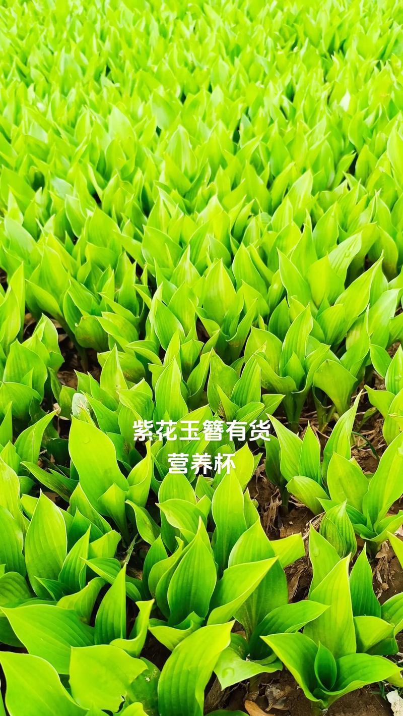 花叶玉簪适合哪种土壤？