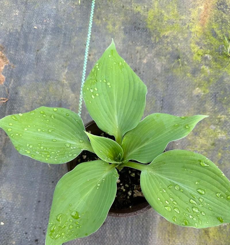 花叶玉簪适合哪种土壤？