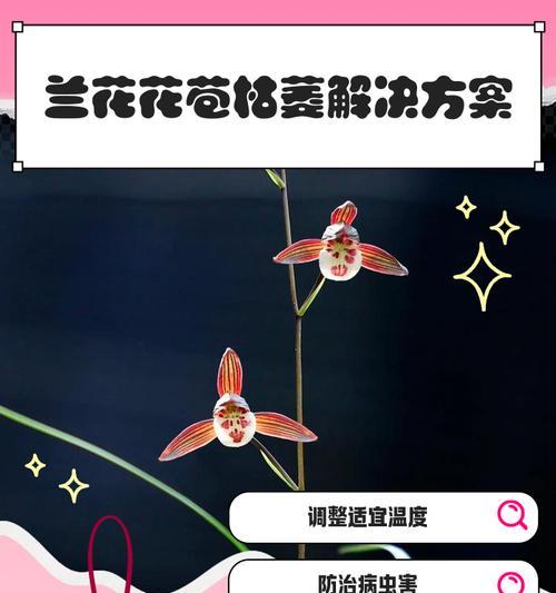 兰花出现脱水现象怎么办？如何快速恢复兰花的生机？