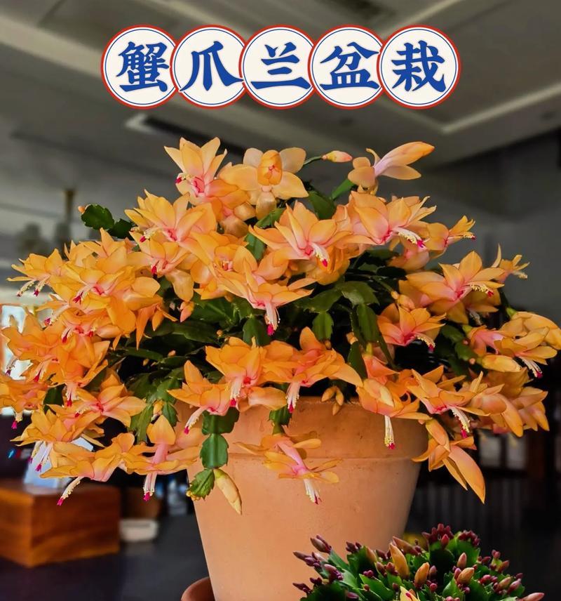 红爪的养殖要点是什么？如何养出健康的红爪？