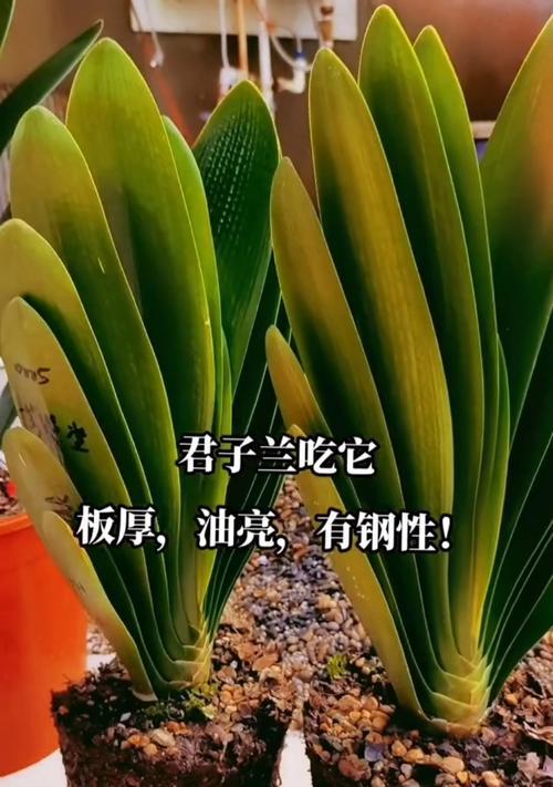 君子兰换土需要注意哪些事项？