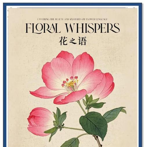 黑王子不开花的原因及解决方法是什么？