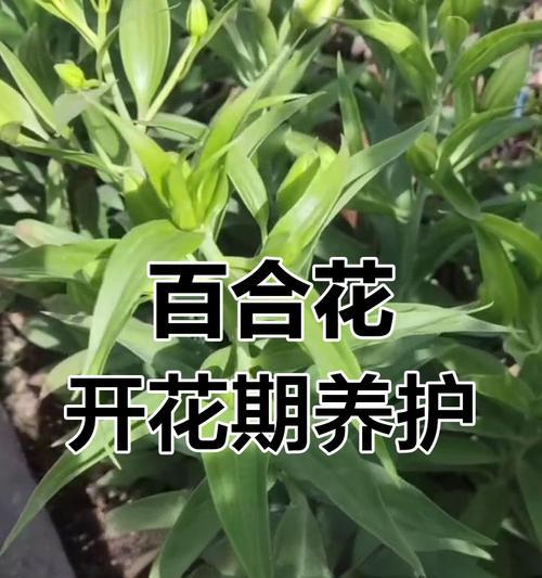 百合的正确养护方法是什么？