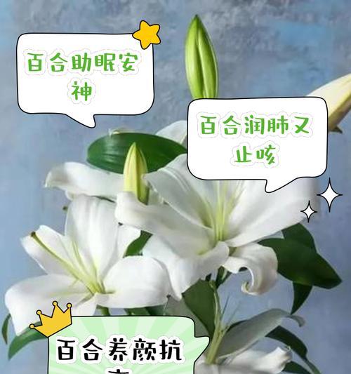 百合的正确养护方法是什么？