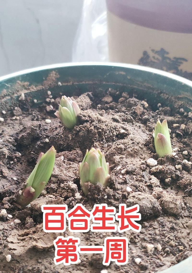 百合的正确养护方法是什么？