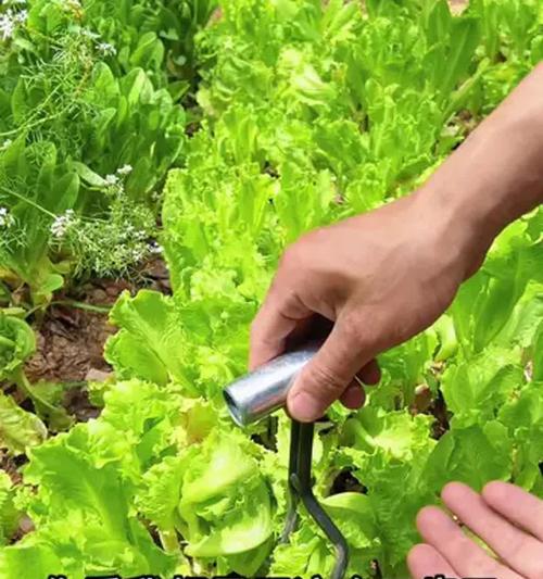 植物松土的最佳时机是什么时候？