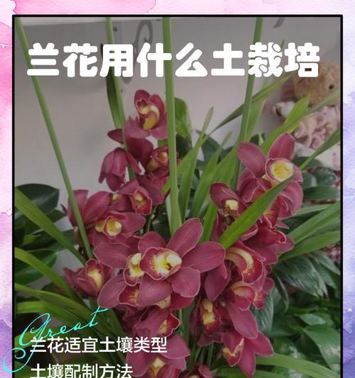 樱兰花的养殖方法是什么？如何让其开出美丽的花朵？
