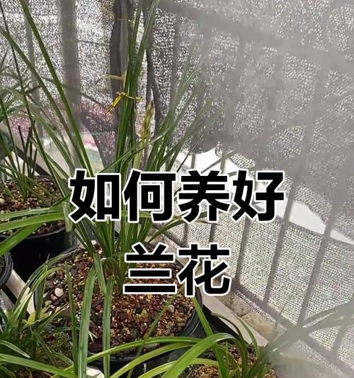 樱兰花的养殖方法是什么？如何让其开出美丽的花朵？