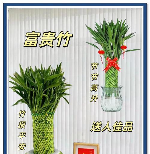 富贵竹的养殖方法和注意事项有哪些？