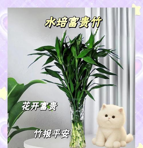 富贵竹的养殖方法和注意事项有哪些？