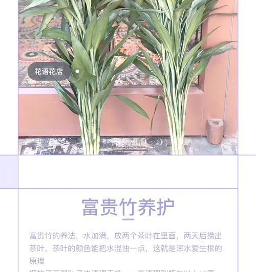 富贵竹的养殖方法和注意事项有哪些？
