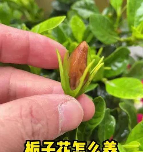 桅子花的养殖技巧有哪些？桅子花养殖的常见问题？