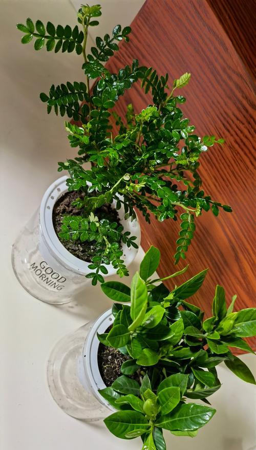 桅子花的养殖技巧有哪些？桅子花养殖的常见问题？