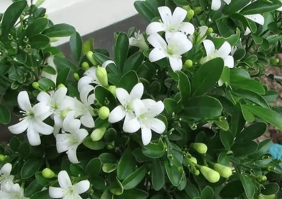 绿萝花的形态特征有哪些？