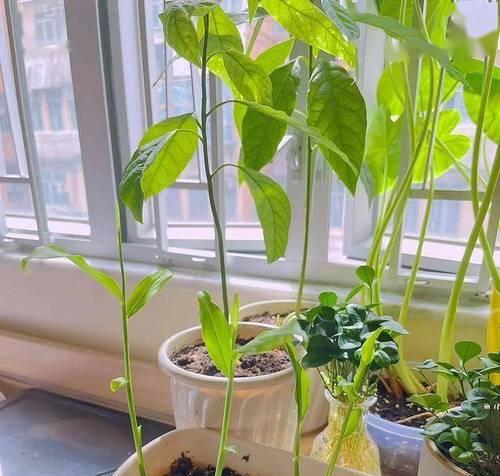 生姜盆景的种植方法是什么？如何让生姜盆景既美观又实用？