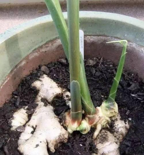 生姜盆景的种植方法是什么？如何让生姜盆景既美观又实用？
