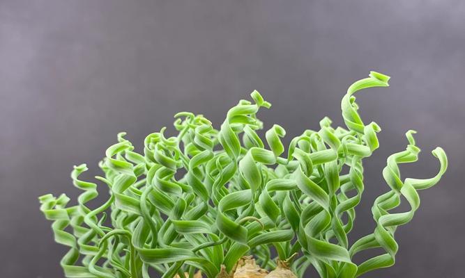 弹簧草种植步骤是什么？如何保证弹簧草生长良好？