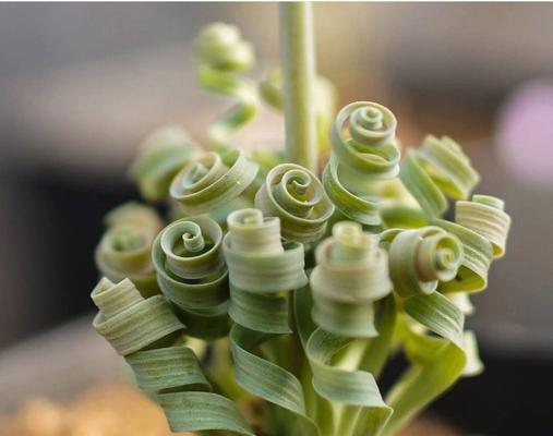 弹簧草种植步骤是什么？如何保证弹簧草生长良好？
