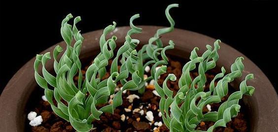弹簧草种植步骤是什么？如何保证弹簧草生长良好？