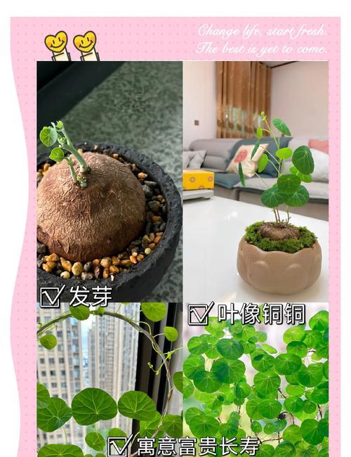地不容的养殖技巧有哪些？