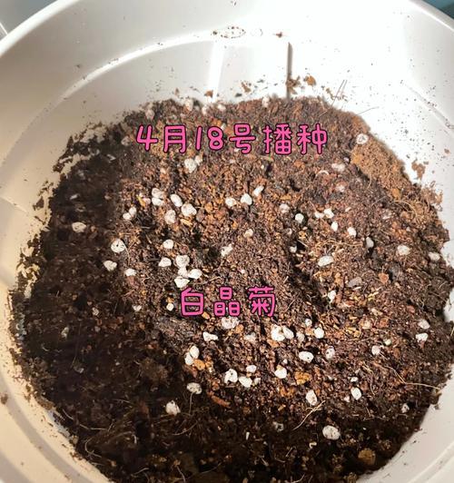 勿忘我花籽播种的正确方法和步骤？