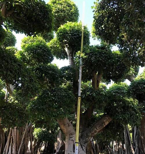 榕树栽培的技术要点有哪些？