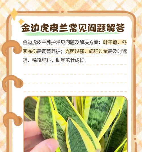 虎皮兰的特征和养护方法是什么？