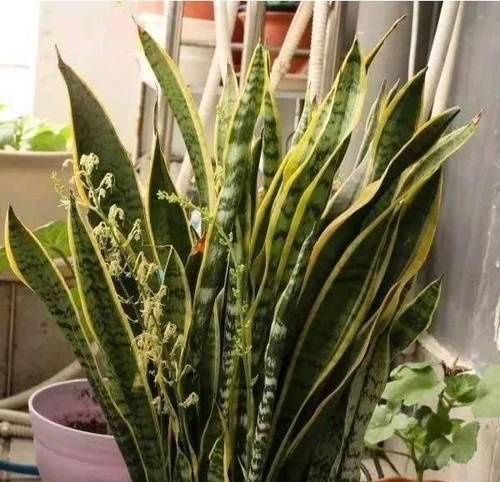 虎皮兰的特征和养护方法是什么？