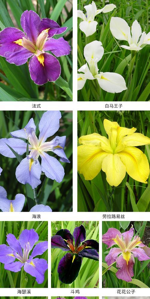 鸢尾品种有哪些？鸢尾品种的繁殖方法是什么？