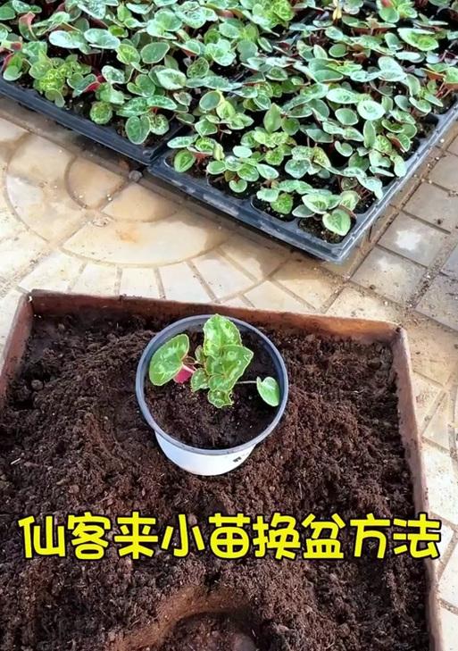 仙客来水浇多后如何处理？