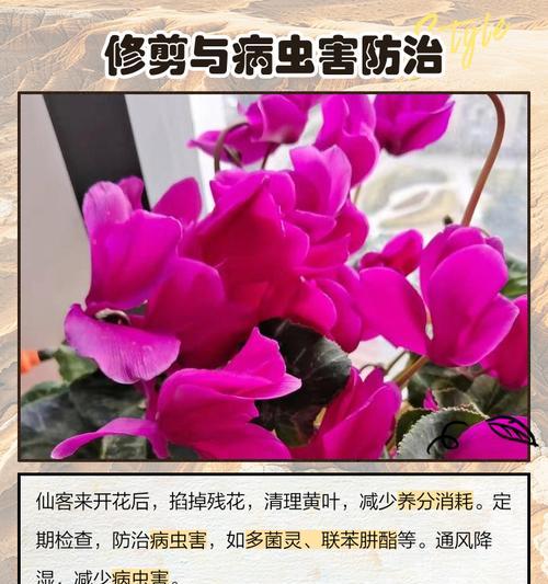 仙客来水浇多后如何处理？