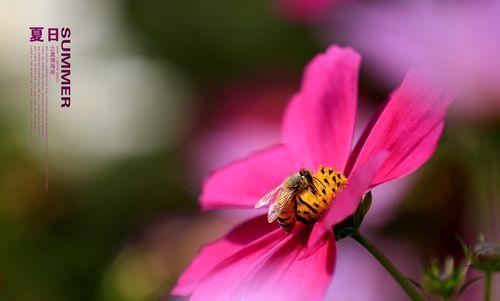 拉萨市花是什么？有什么特别之处？