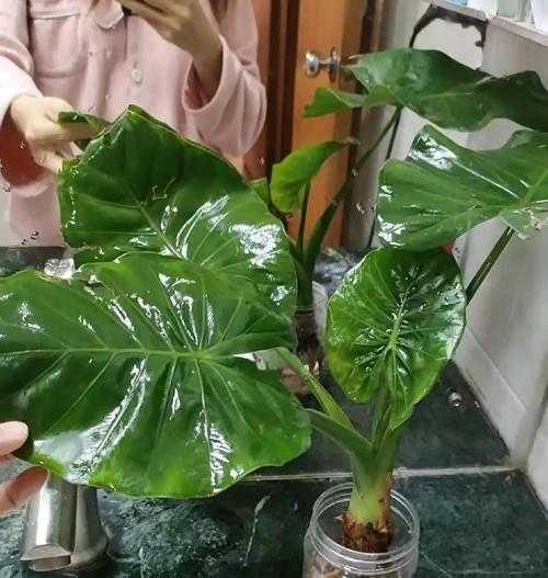 滴水观音水培的技巧有哪些？如何保持其叶片清洁？